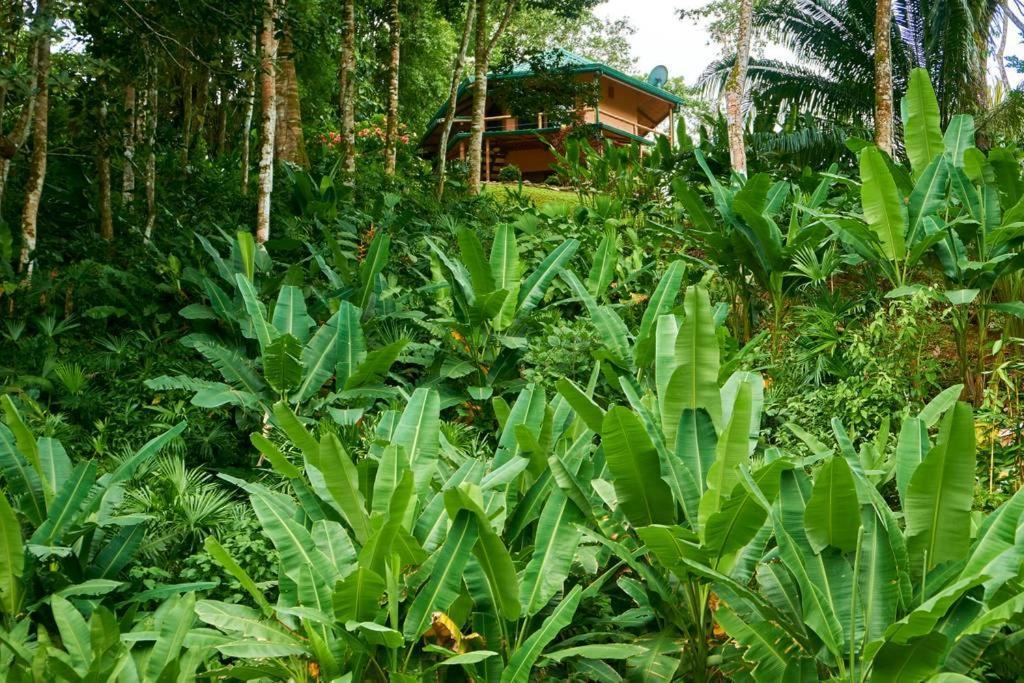 Manoas Bed & Breakfast Uvita Eksteriør bilde